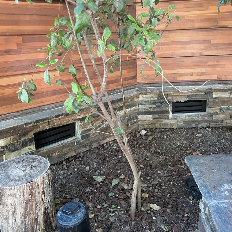 Foundation Vents-4